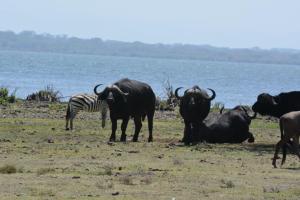 cape buffalo