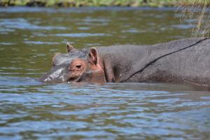 hippo2